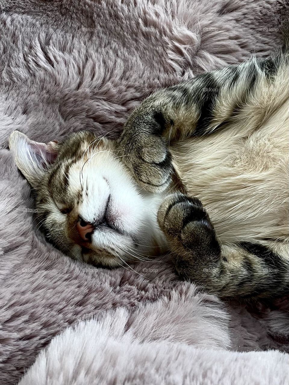 One more closeup of Leo sleeping the day away on his favorite fuzzy purple blanket! 