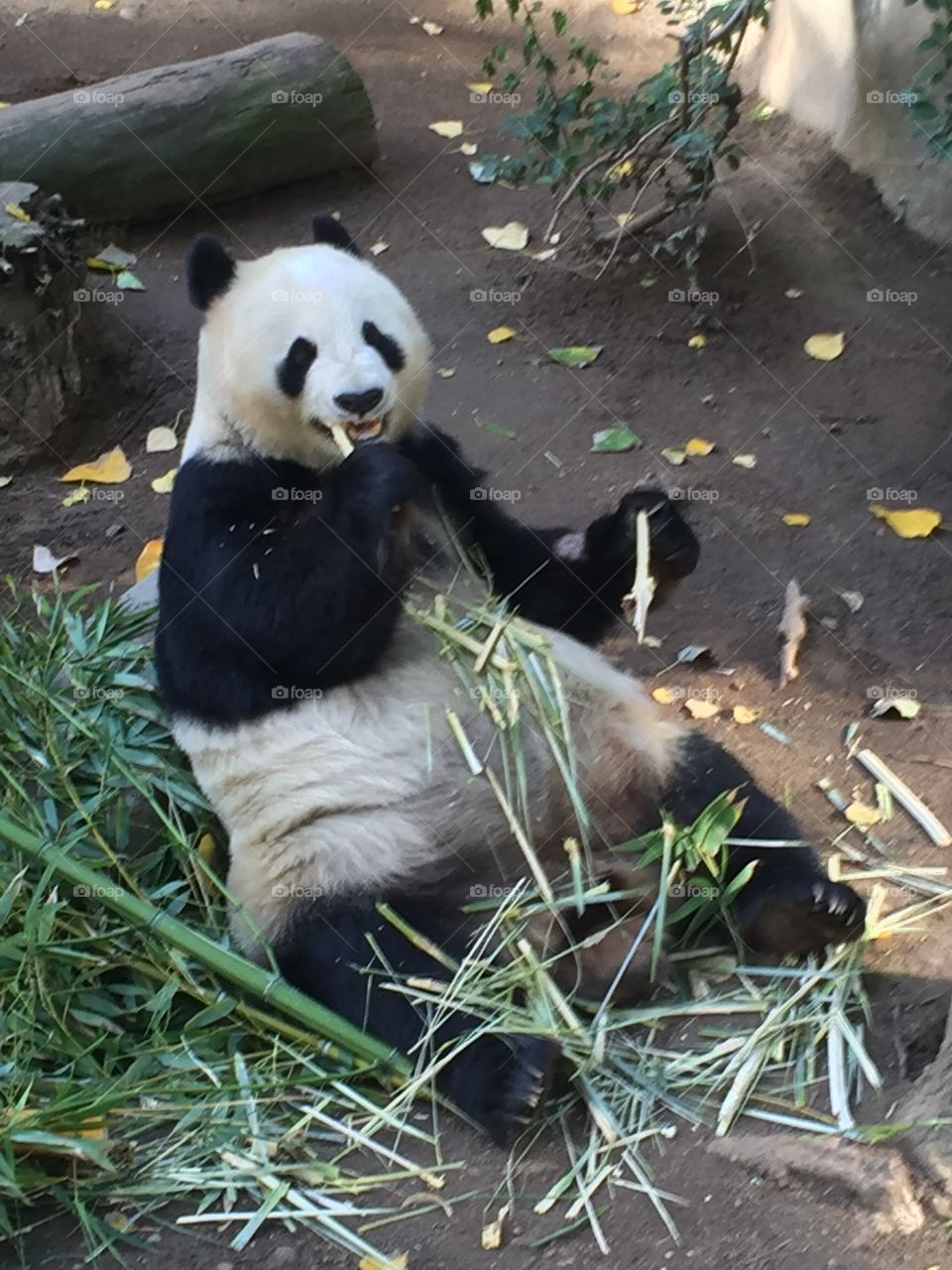 Happy Panda enjoying a bite of his bamboo