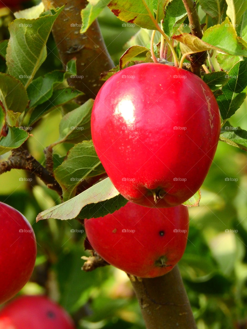 Close-up of red apples