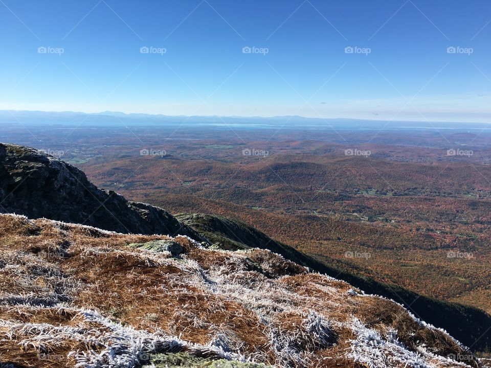 Trees as far as the eyes can see