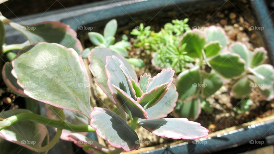 Succulents in dish planter