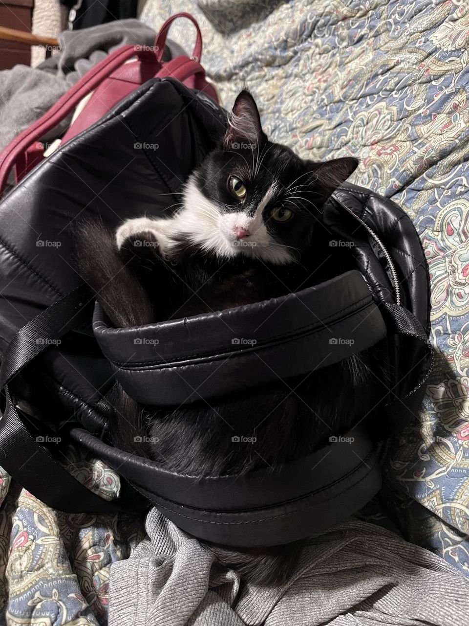 Bag kitty