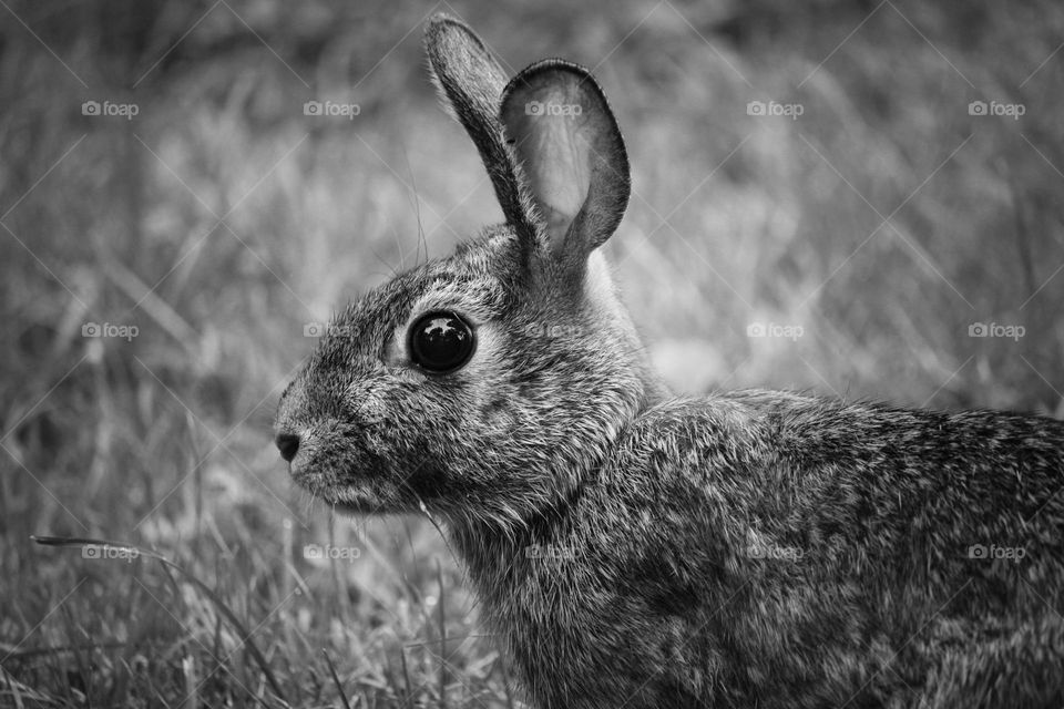 Stare of a bunny