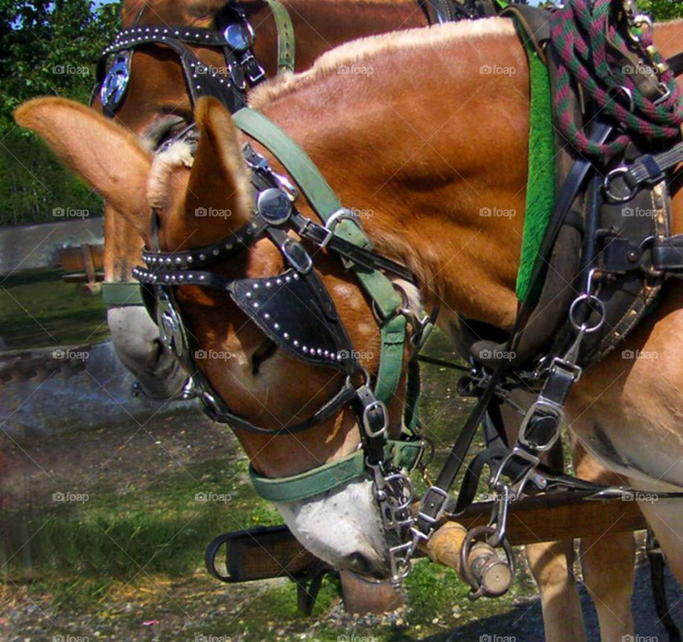 Working horse in Alaska