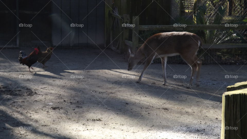 Deer meeting new friends 