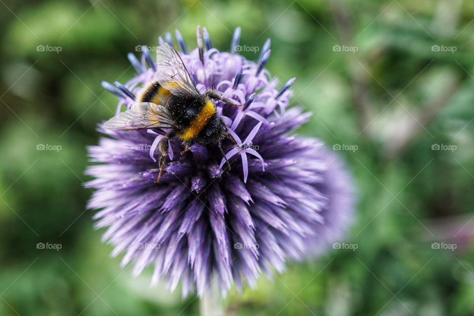 Purple ... my favourite colour...  flower ... with a bee gathering nectar 💜