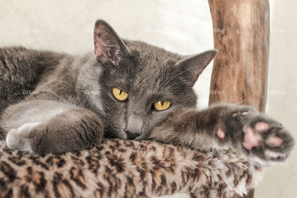 lazy Russian blue cat