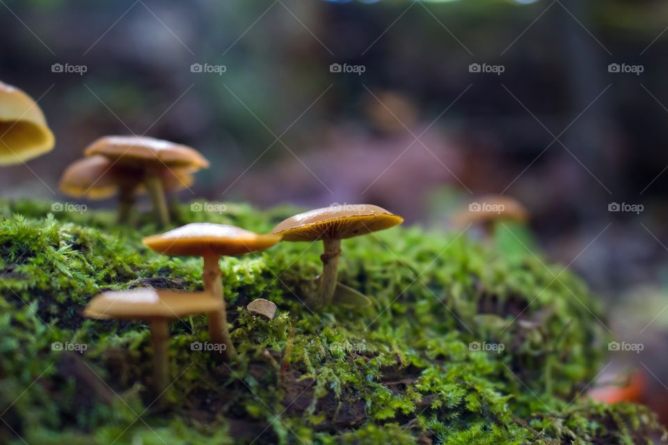 Forest mushrooms