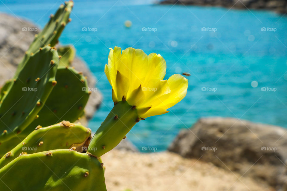 Cactus plant with a yellow flower against the sea.