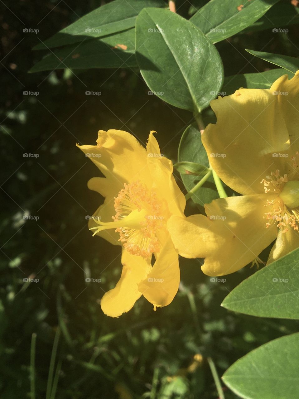 Millepertuis flower on profile 