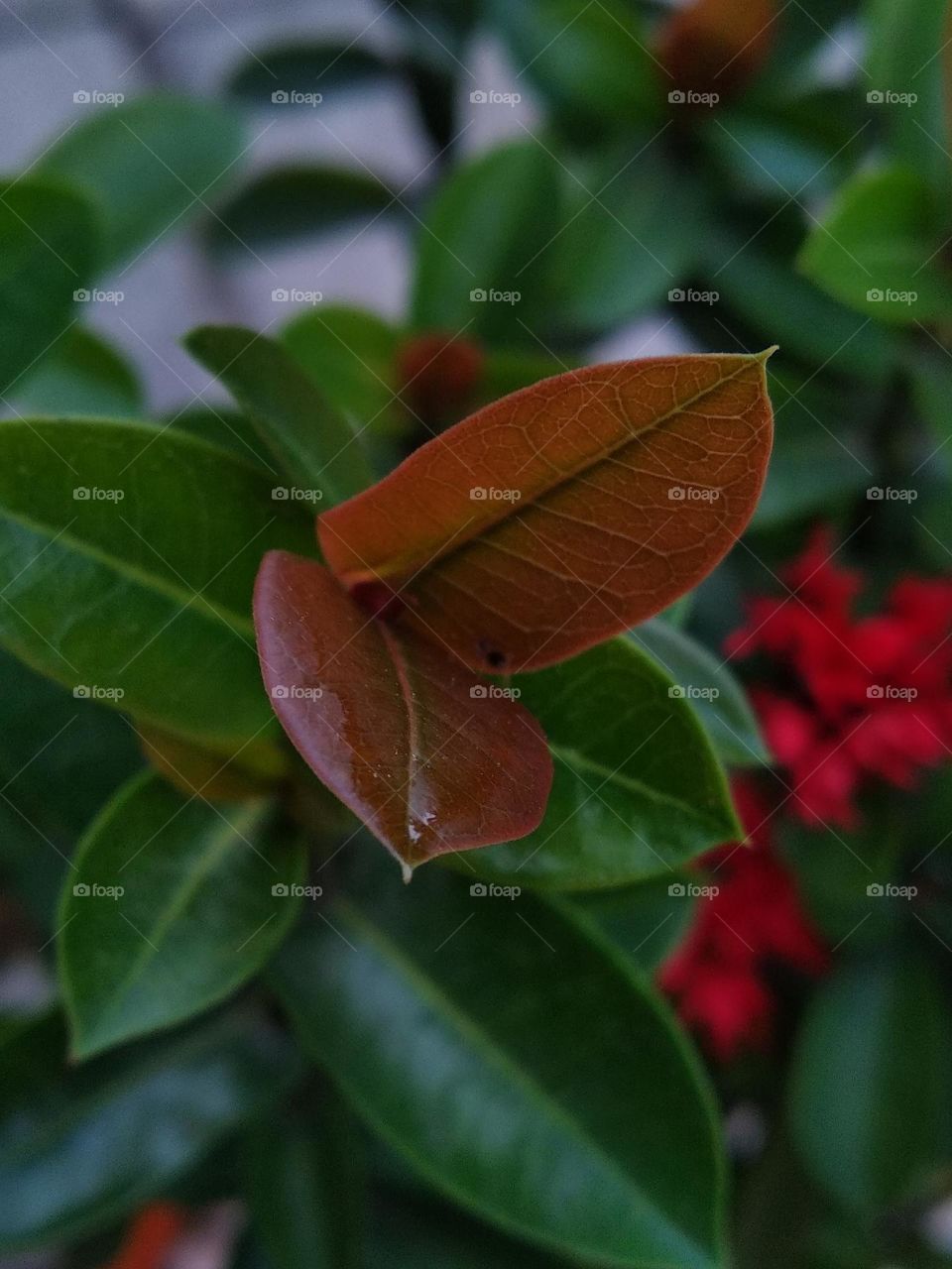 red leaf