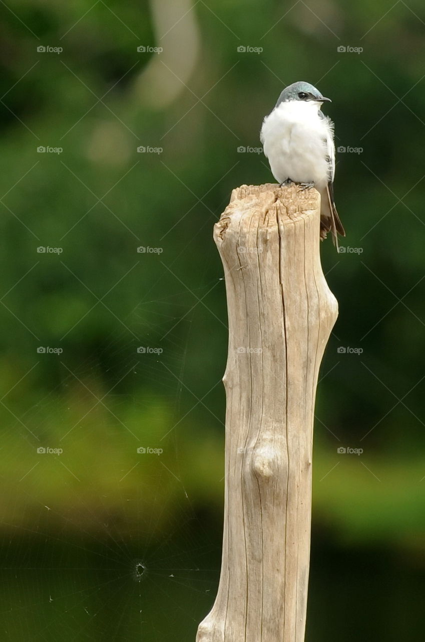Bird Resting on Post with Web in the Amazon.
