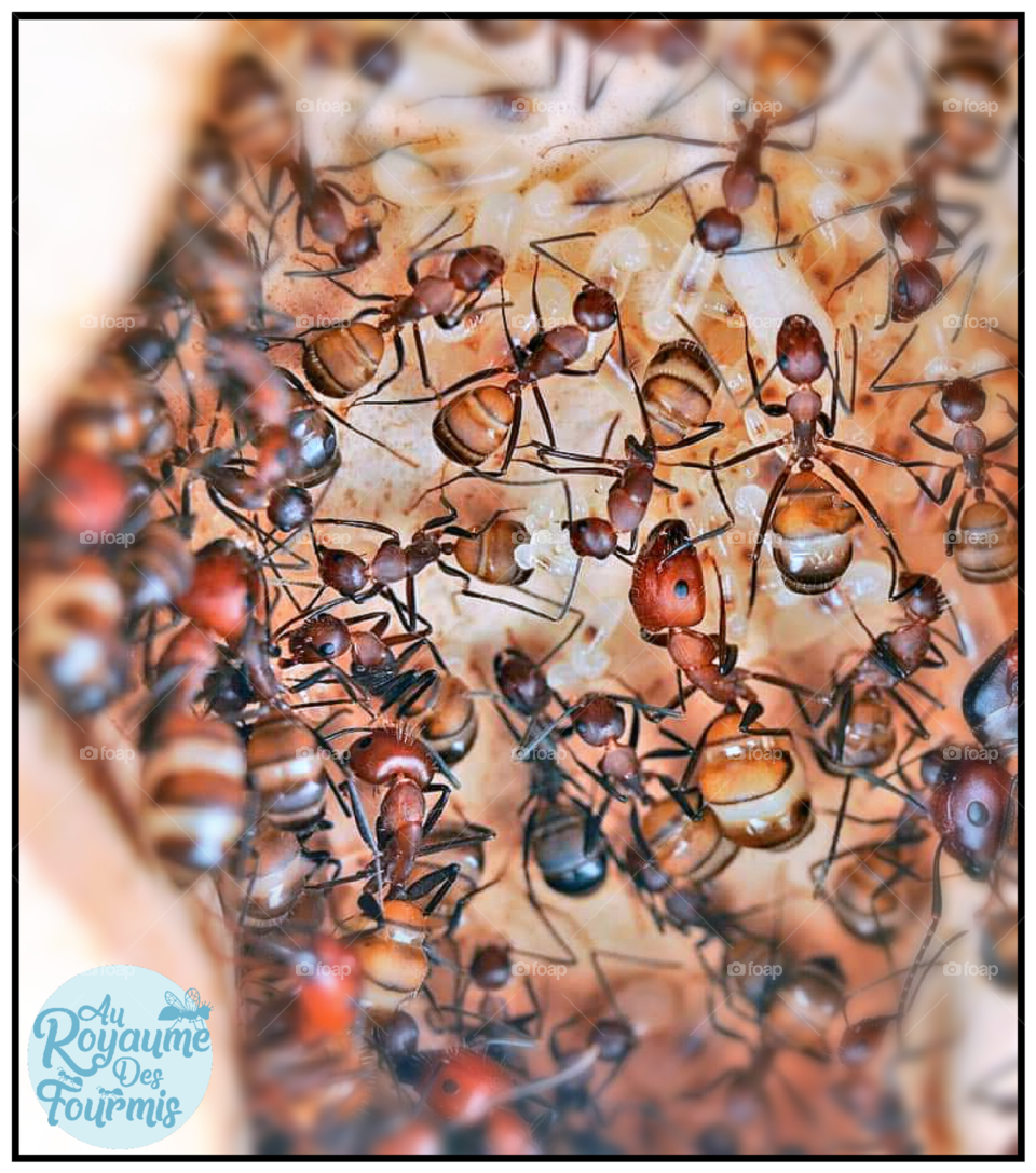 Random ants #3
