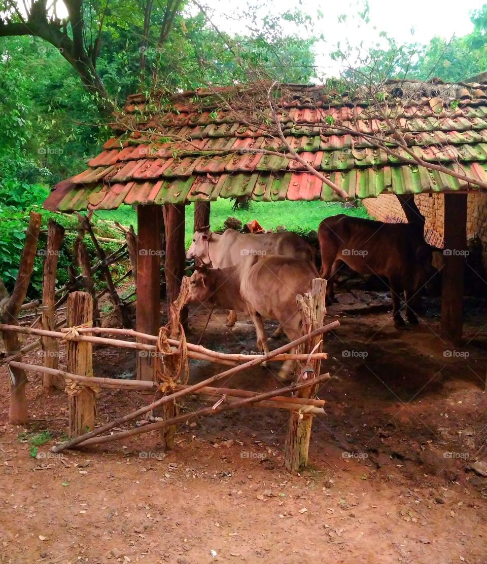 Cow shelter