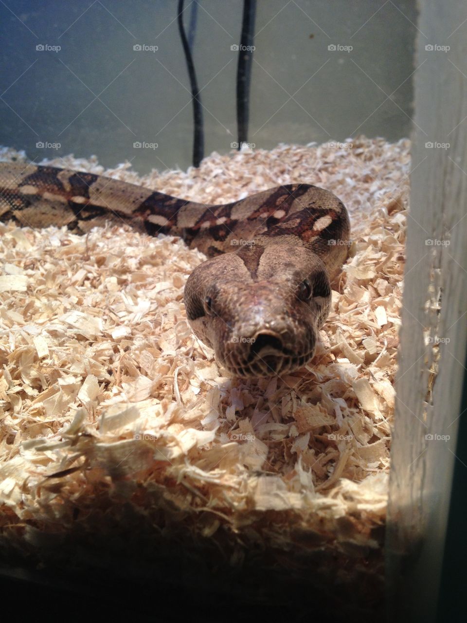 Redtail Boa. A rescue from a pet store.