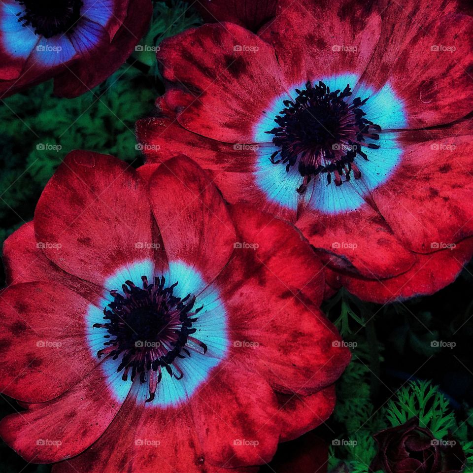 Red Poppies