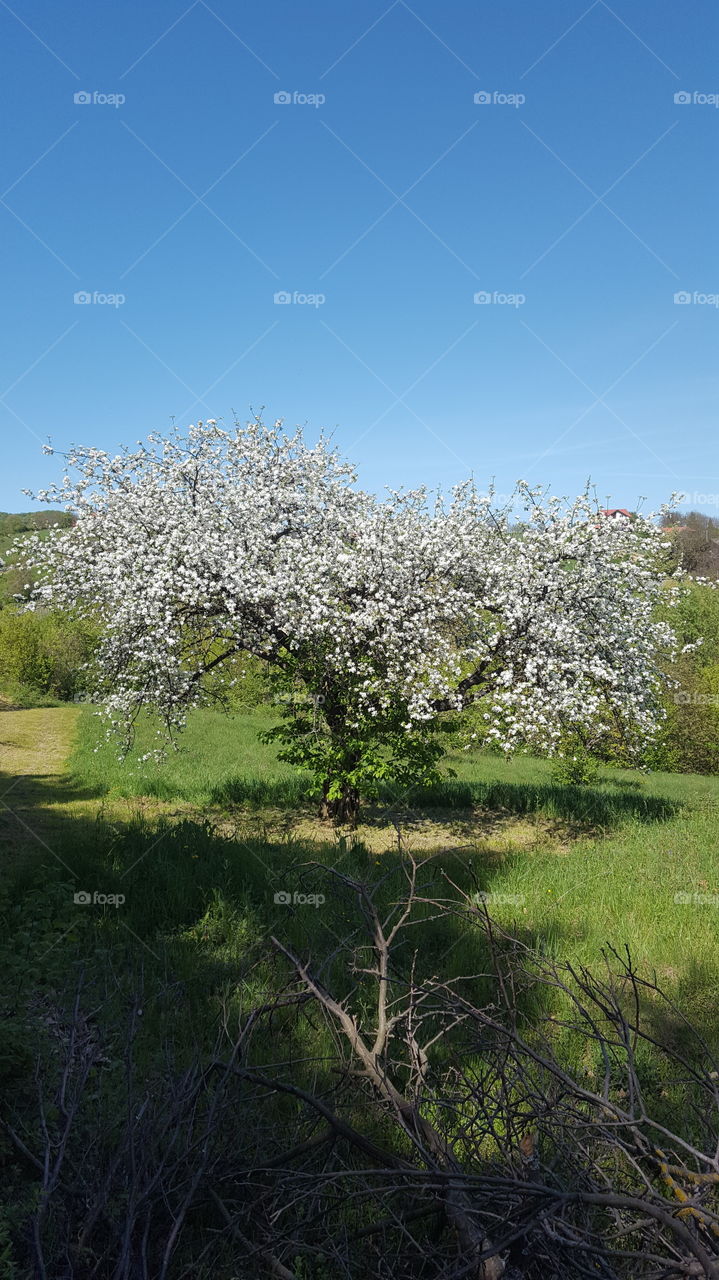 Apple tree in a full bloom on a sunny day