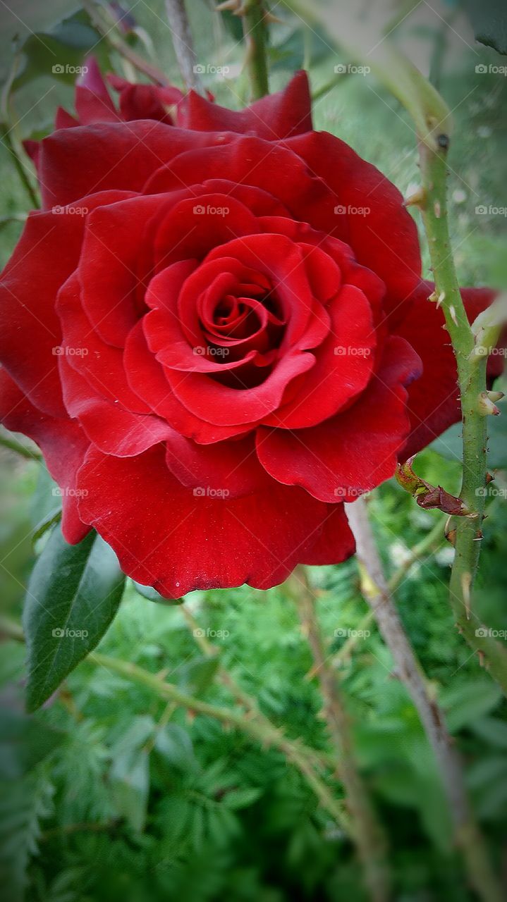 red rose