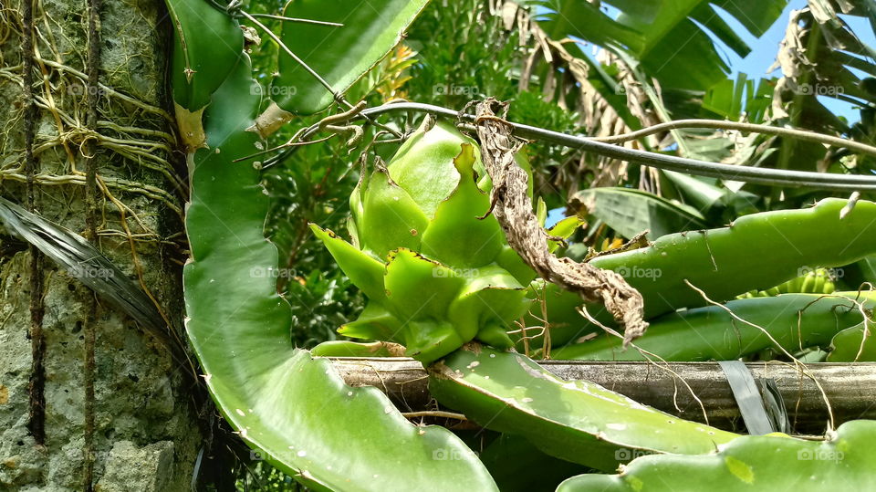 Pitaya Cacti, Foliage, Orchard, Nature, Very Beautiful.