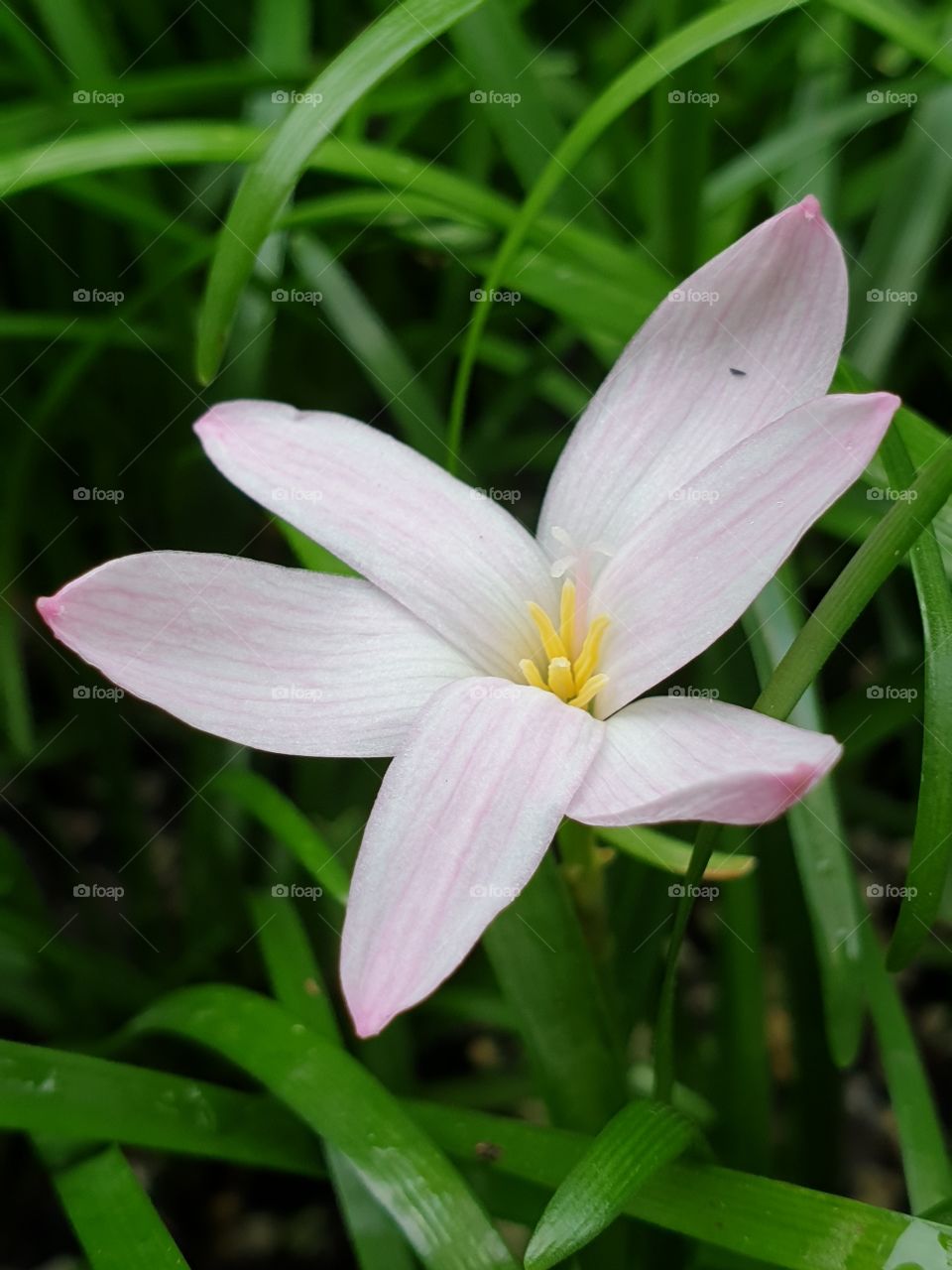 the beautiful rain lily in Thailand