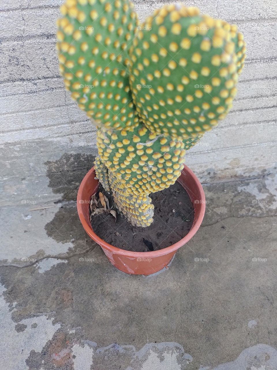 cactus # cactus