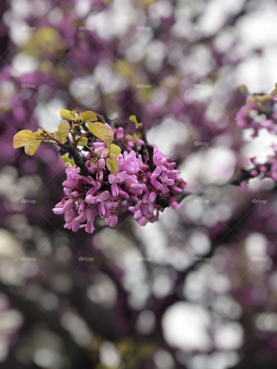 Spring time. Pink flower 