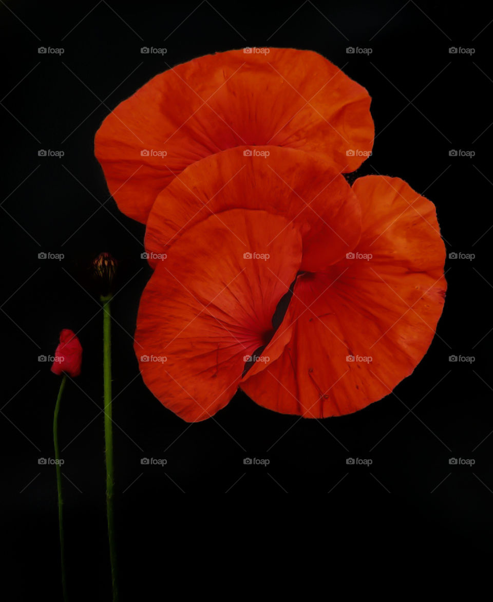 red poppy on a black background