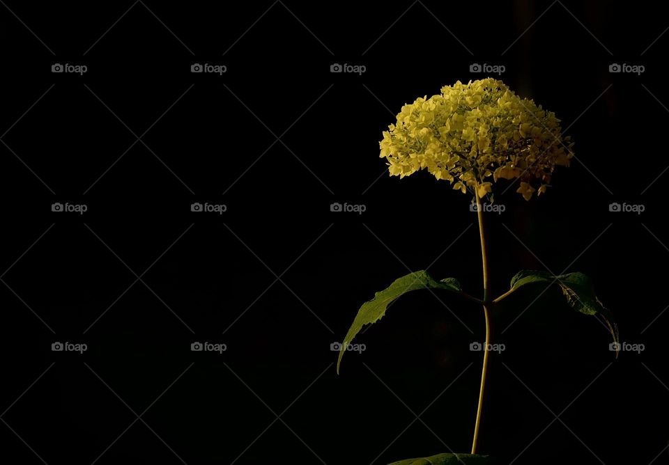 Yellow flower against black background