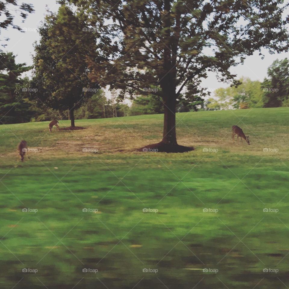Driving past the local herd of deer, on our way to the local coffee house. They’re so beautiful, as is the blurring of colors from our driving past.