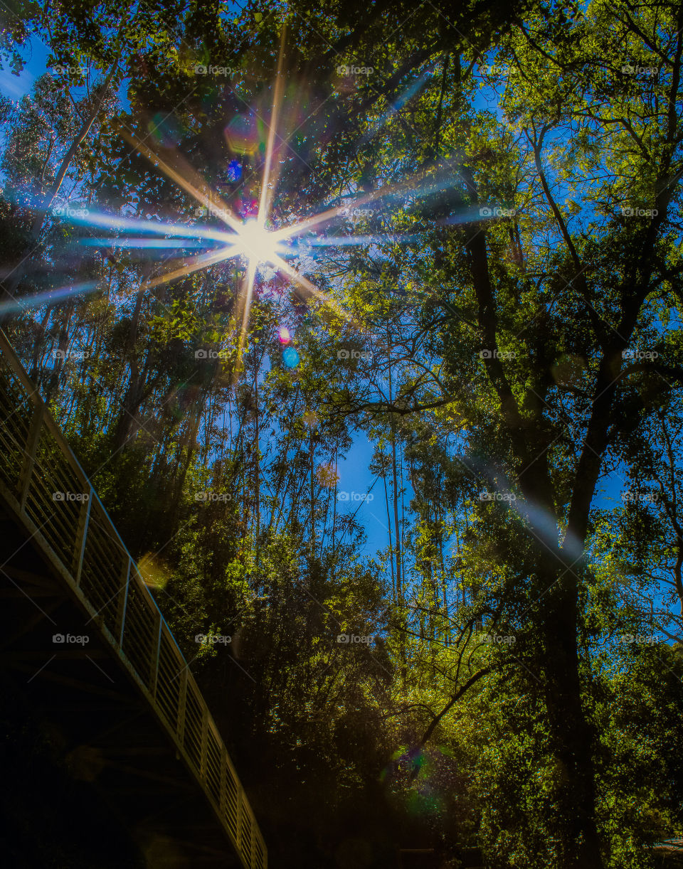 The sun bursts through tall trees creating a spectacular lens flare over a pedestrian bridge