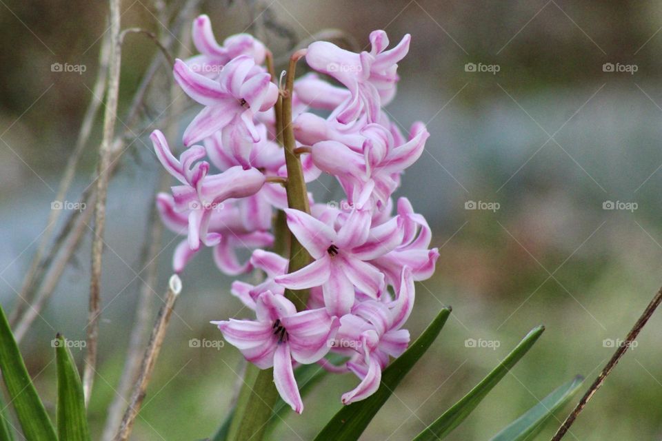 Springtime Hyacinth 