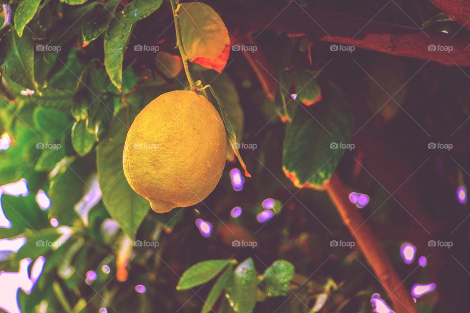 Lemon in the tree