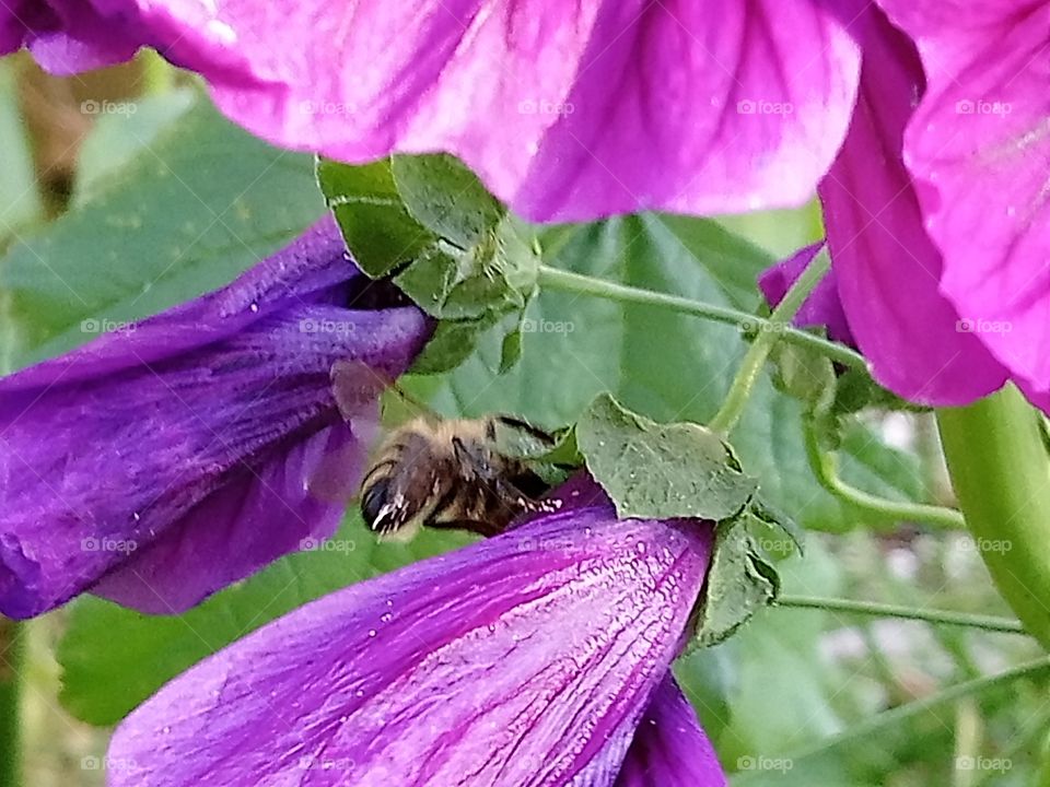 Biene an Blume ( Malve)