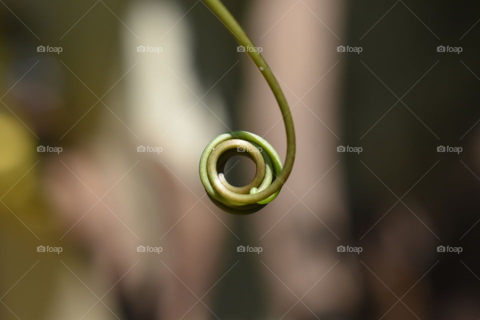 tendril