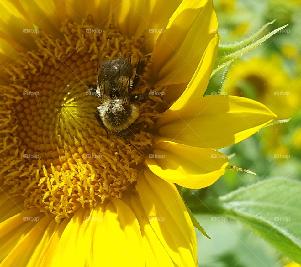 bee closeup