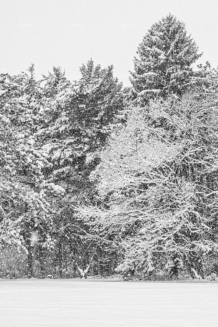 Icy artistry in nature, snow and ice form on tree branches, ice and snow storms in Cleveland, icy conditions in the winter, cold weather art