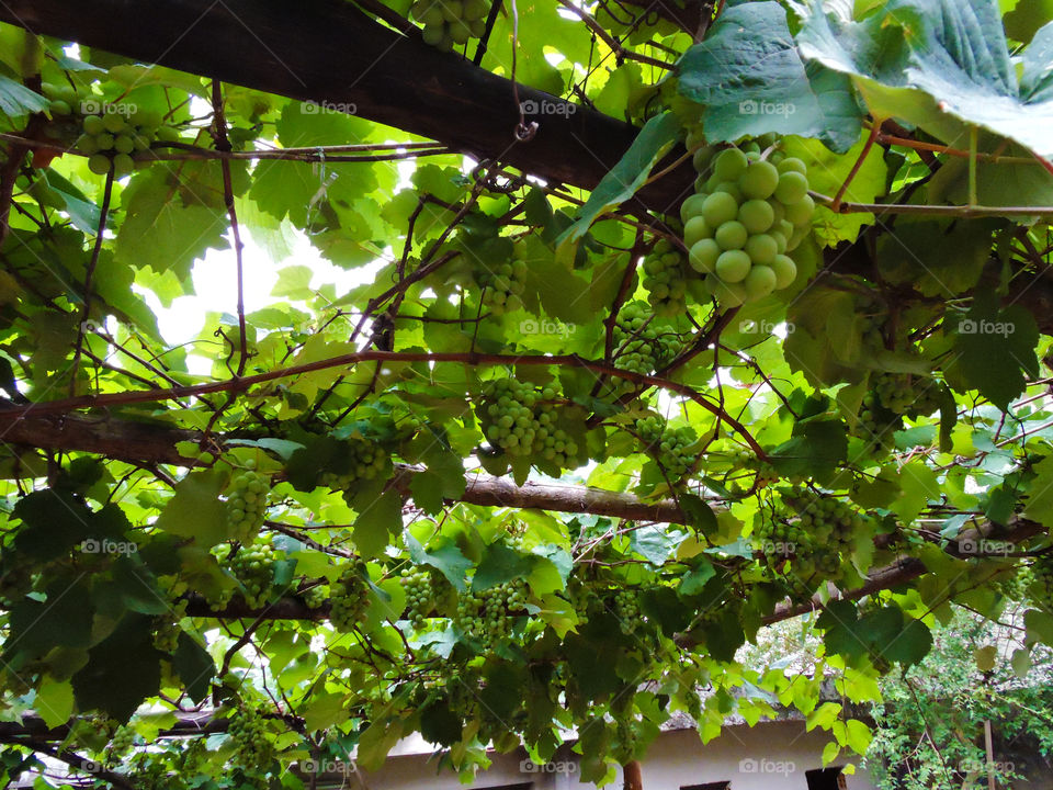 Bunch of unripe grapes on vine