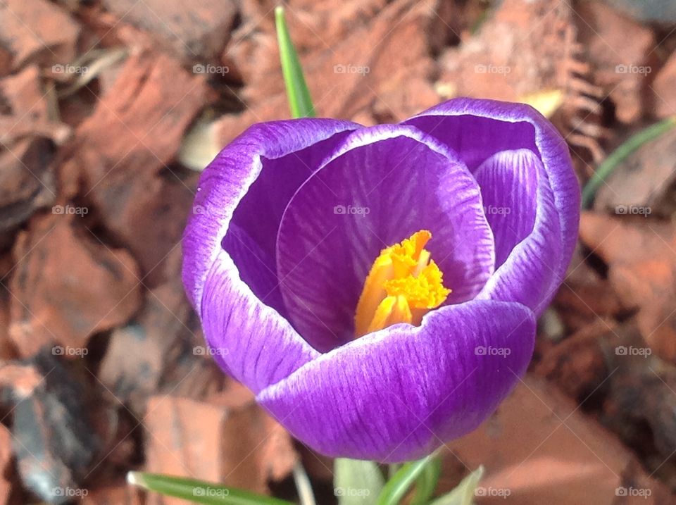 First signs of Spring, Spring crocus flower.