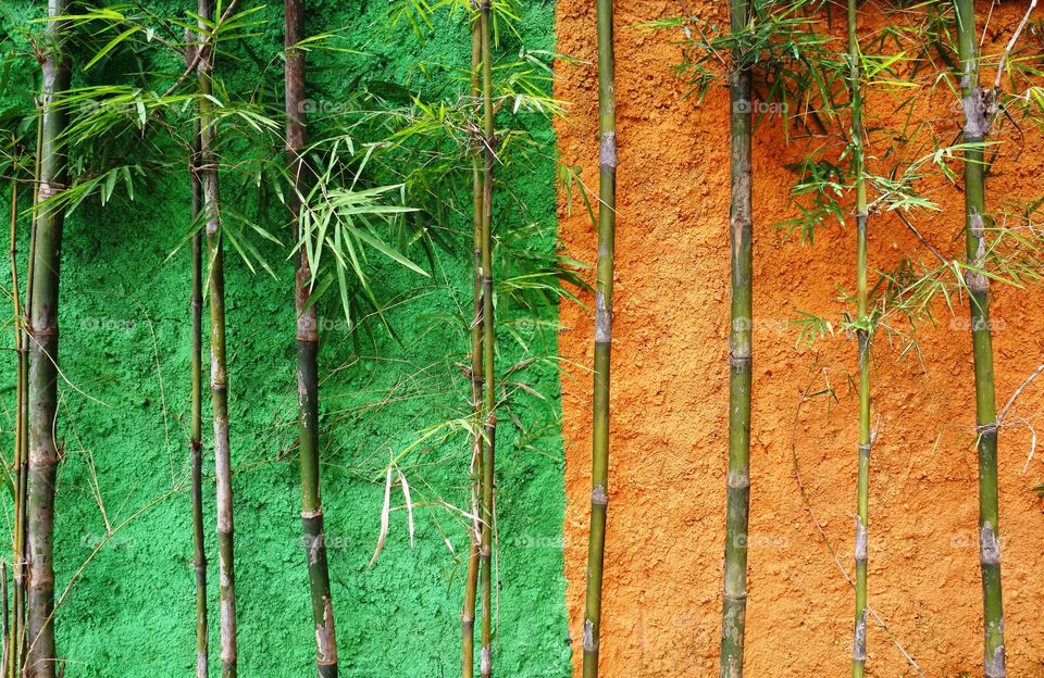 green and yellow wall with bamboo trees
