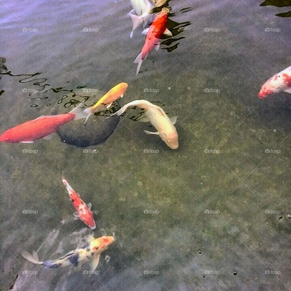 Thanks to the owner of this pond for allowing me to take good shot of his "Coy" fishes.