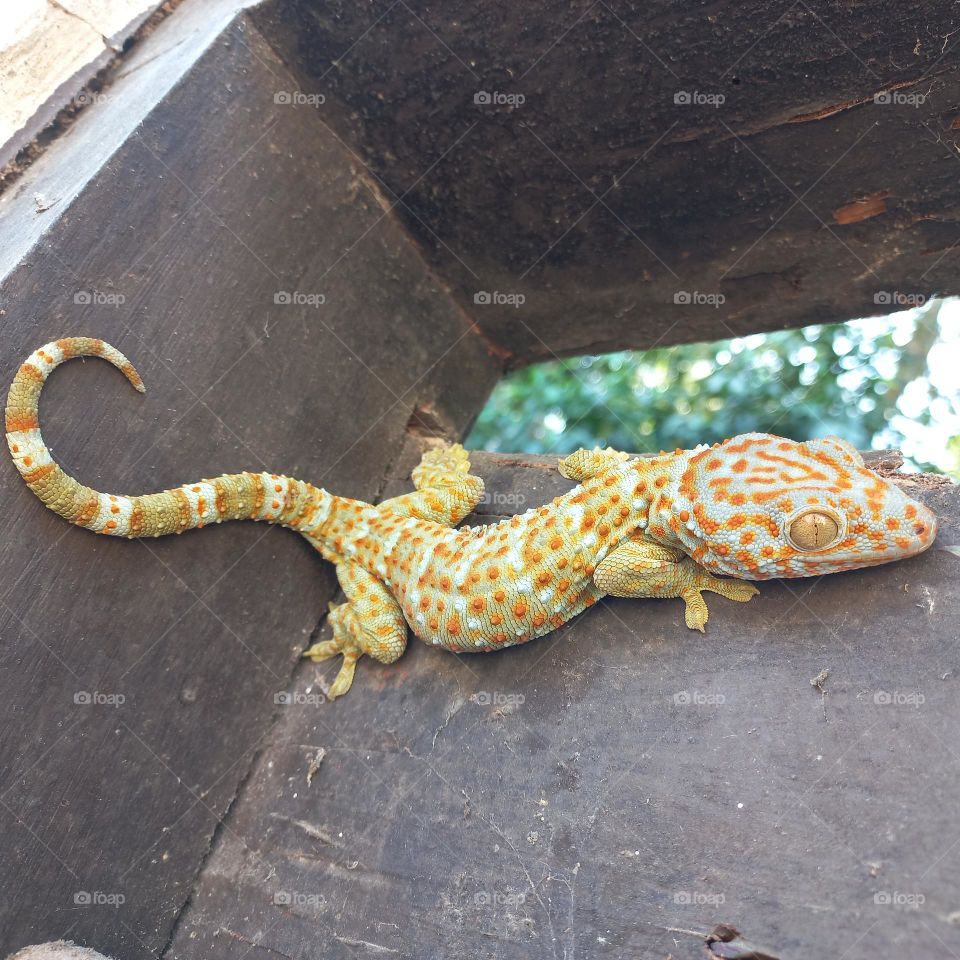 The house gecko or by the layman simply called the gecko is a type of lizard from the genus Gekko, tribe Gekkonidae. It is called the house gecko because this gecko is very often found in the human environment