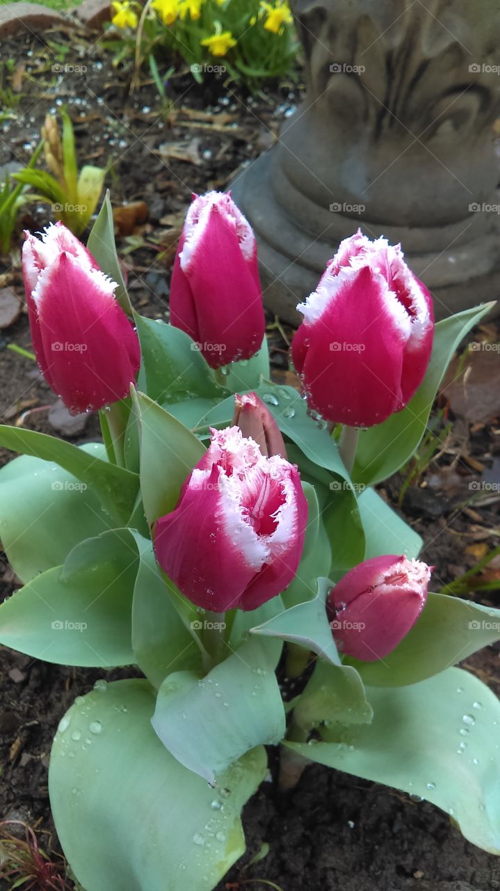 tulips...bloom