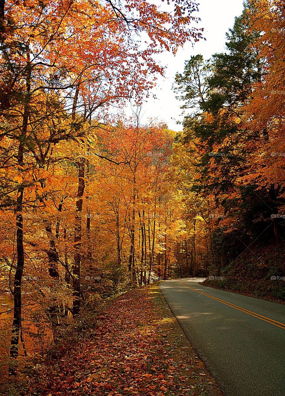 Beautiful trees dressed in their carnival colors line the winding roads during fall