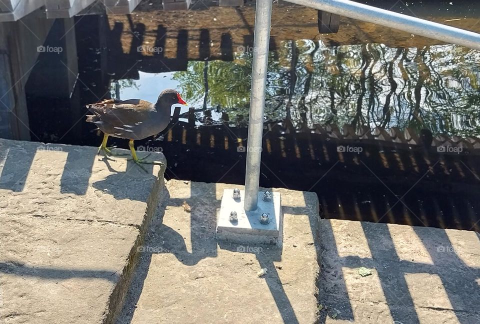 urban nature wildlife