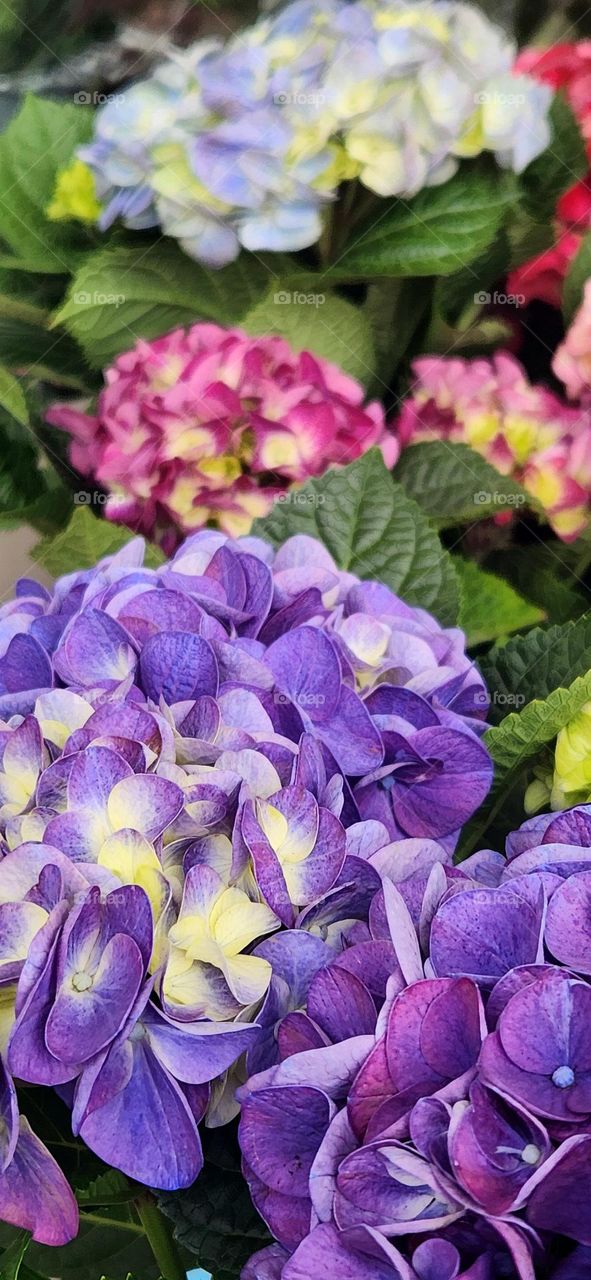 close up view of bright colorful Spring Hydrangea flowers for sale in an Oregon market