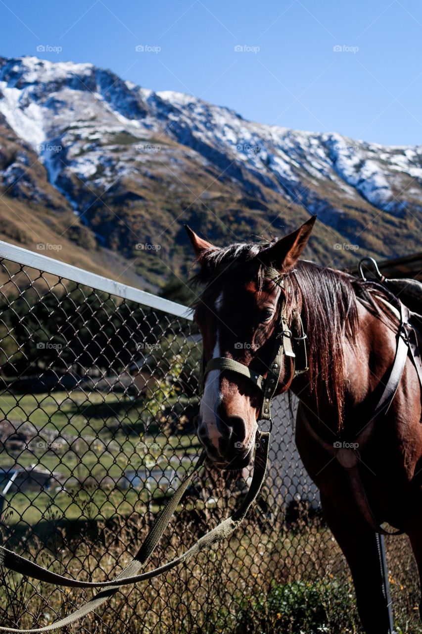 A horse in the mountain village