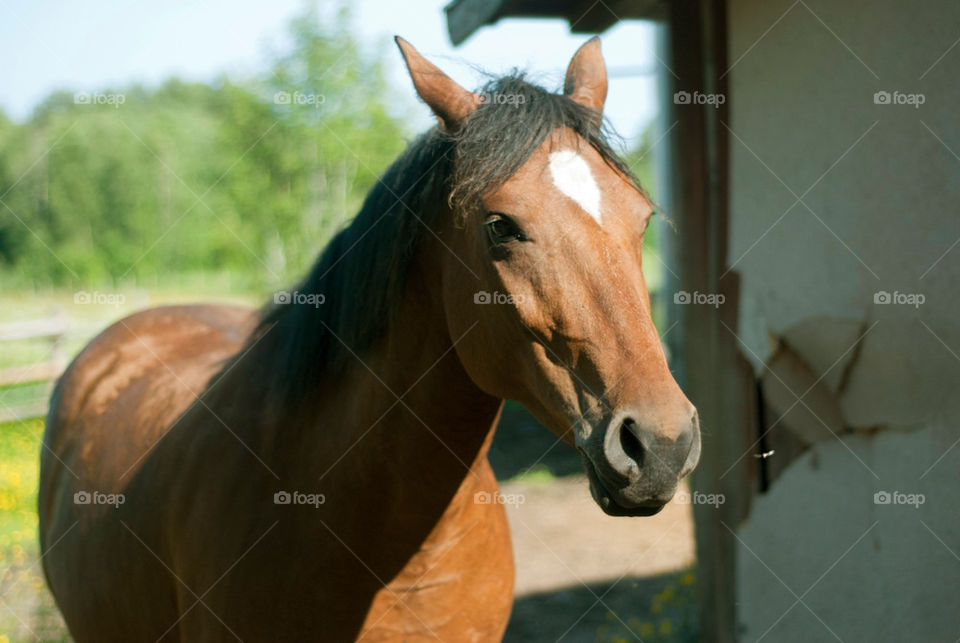 summer shadow sunny brown by jag