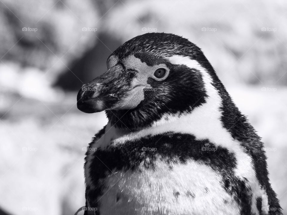 Posing Penguin #2