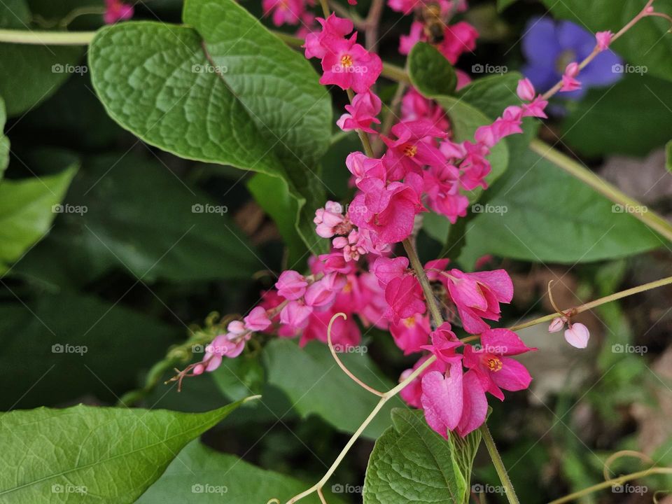 "Pink beauty" Antigonon leptopus is commonly known as coral vine or queen's wreath. They are used on walls and fences by landscapers brightening any garden they may belong to.