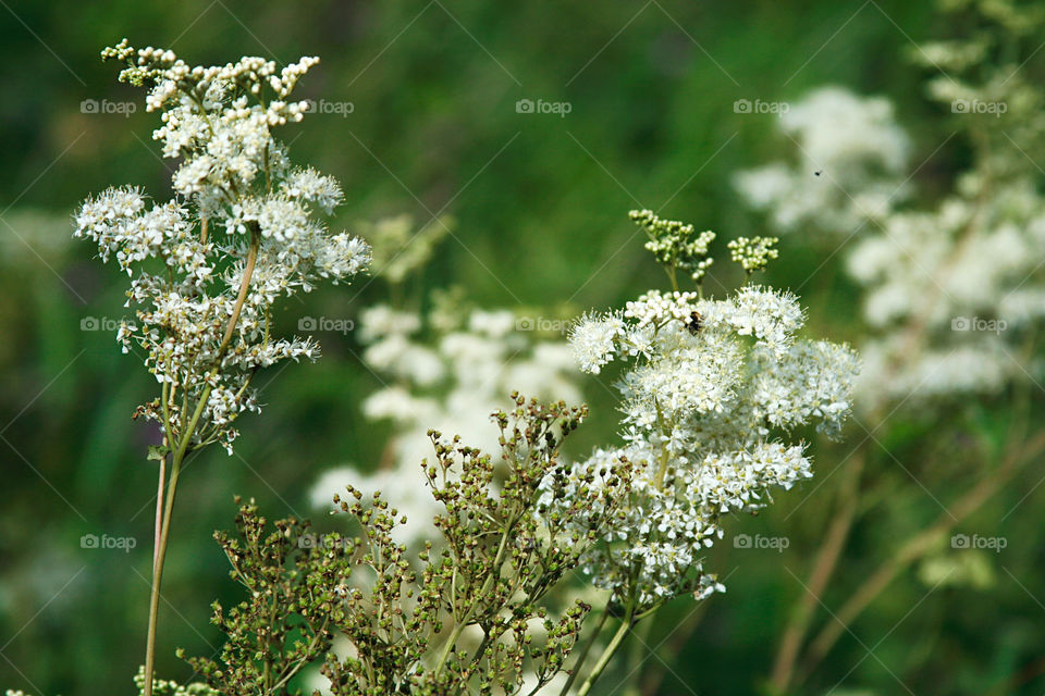 Wild flowers 